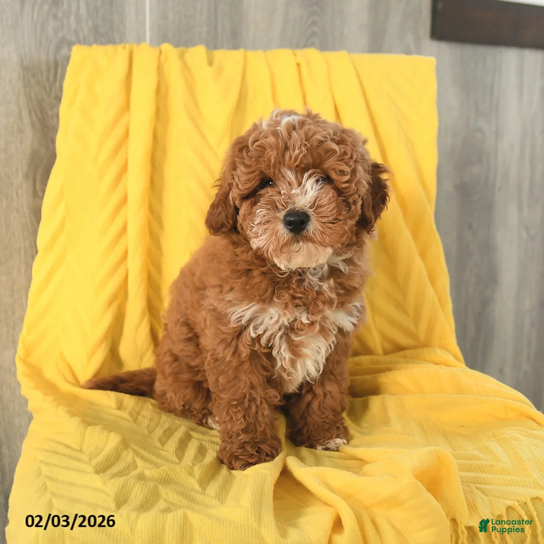 Miniature Poodle dogs for sale: Teddy - Ad 5