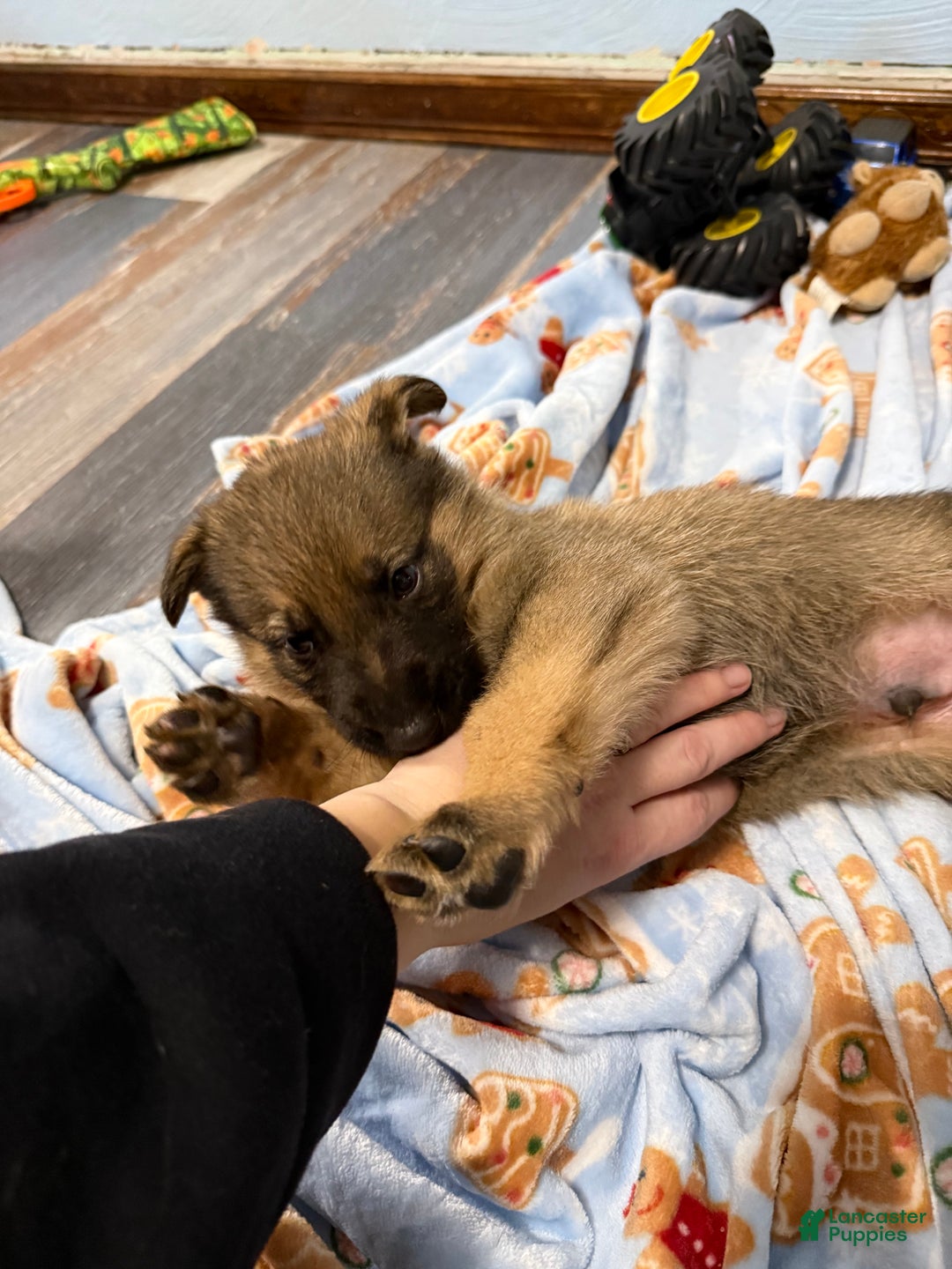 German Shepherd dogs for sale: Rex - Ad 3