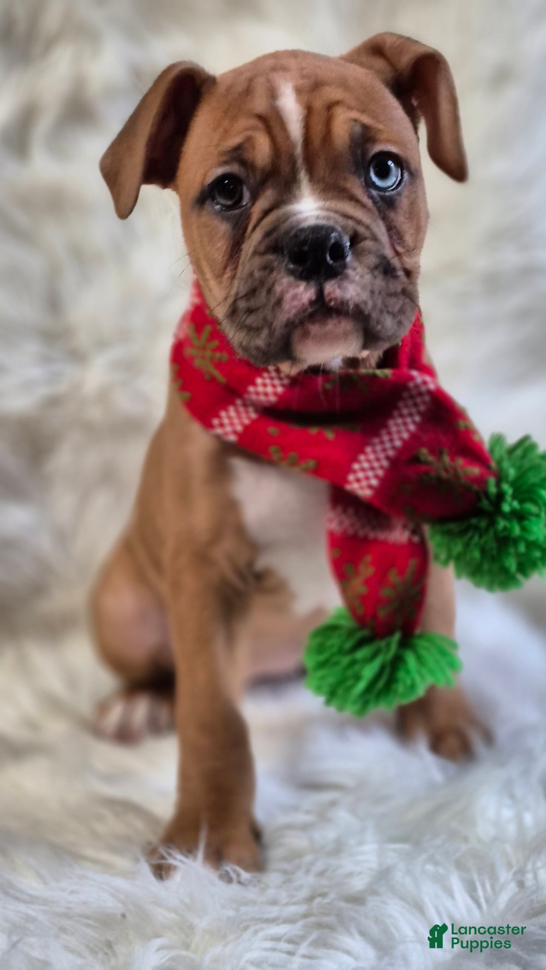 Boxer dogs for sale: Bella  - Ad 4