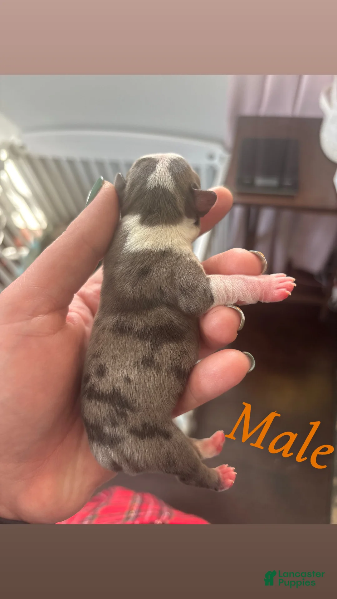 Mixed Breed dogs for sale: Mixed Breed Puppy 7 - Ad 1
