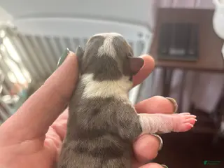 Mixed Breed dogs Mixed Breed Puppy 7 - Ad 16