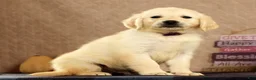 Golden Retriever dogs for sale: Grady - Ad 6