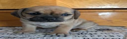 Puggle dogs for sale: Kandi  - Ad 8