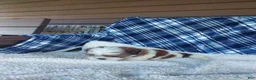 Shih Tzu dogs for sale: HOLLY - Ad 8