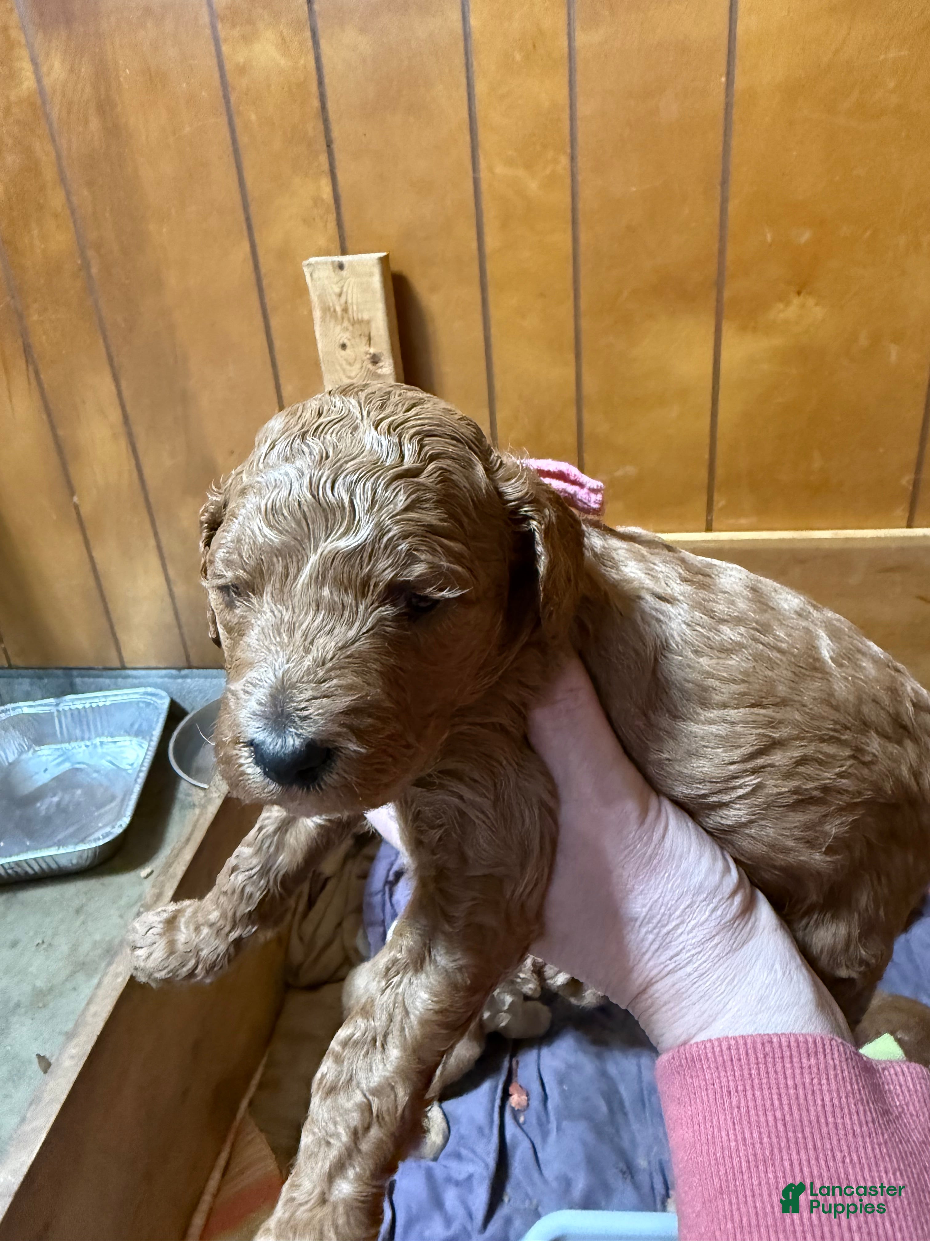 Goldendoodle dogs Goldendoodle Puppy 2 - Ad 2