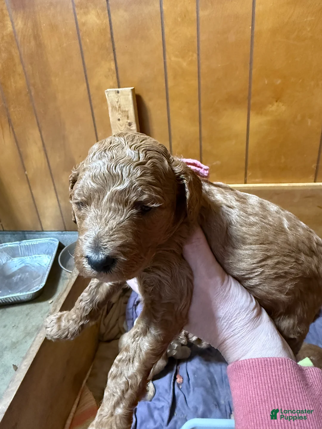 Goldendoodle dogs for sale: Goldendoodle Puppy 2 - Ad 2