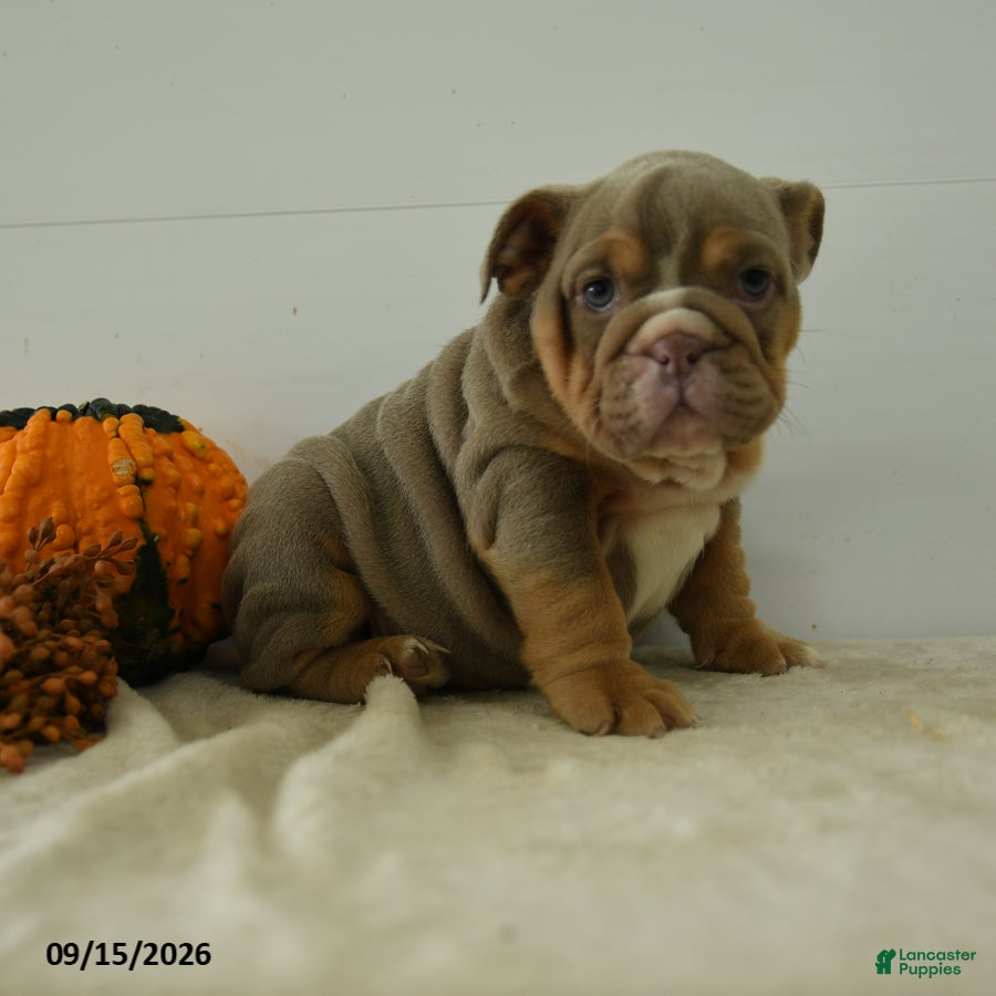 English Bulldog dogs for sale: Cally - Ad 3