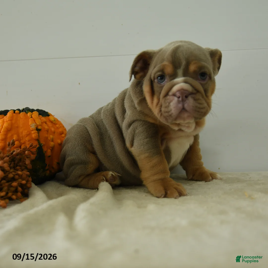 English Bulldog dogs for sale: Cally - Ad 1