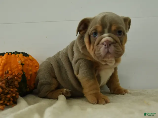 English Bulldog dogs for sale: Cally - Ad 3