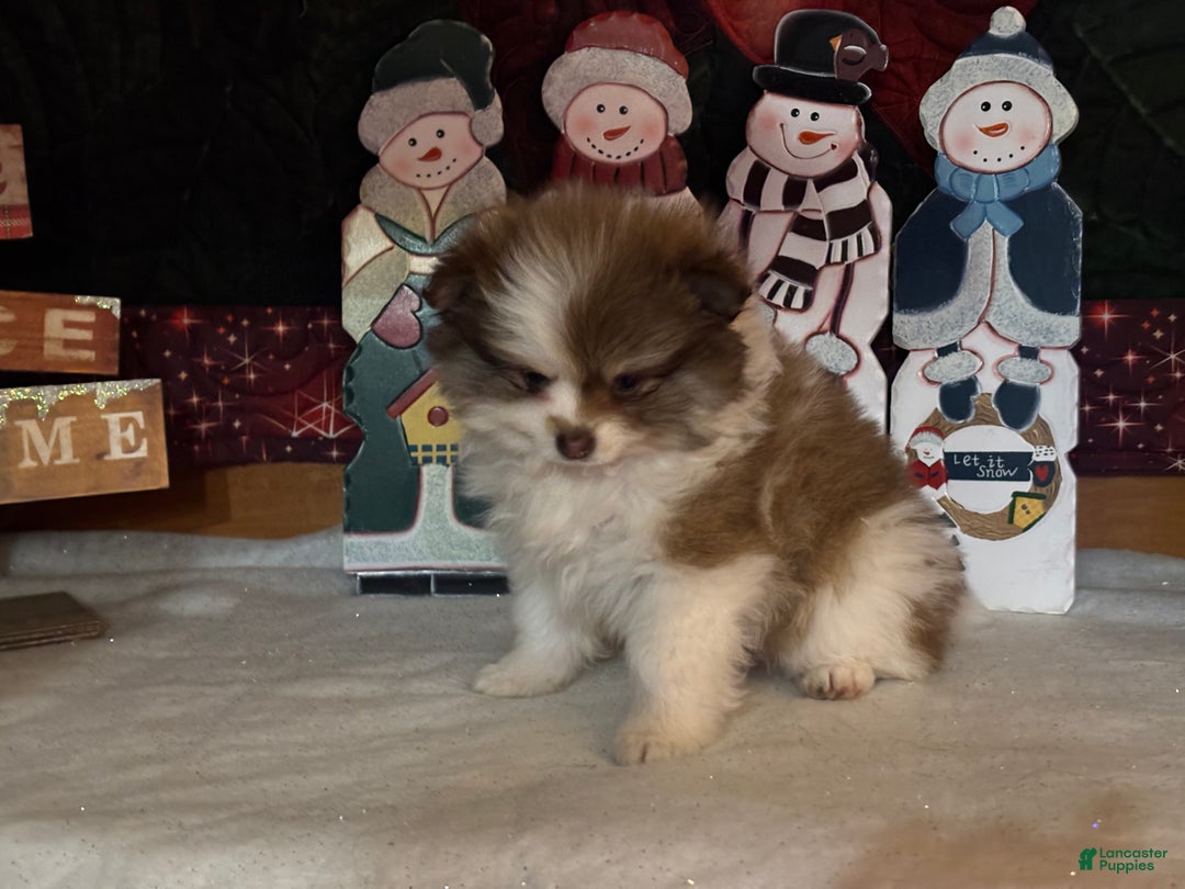 Pomeranian dogs for sale: Jenson - Ad 5