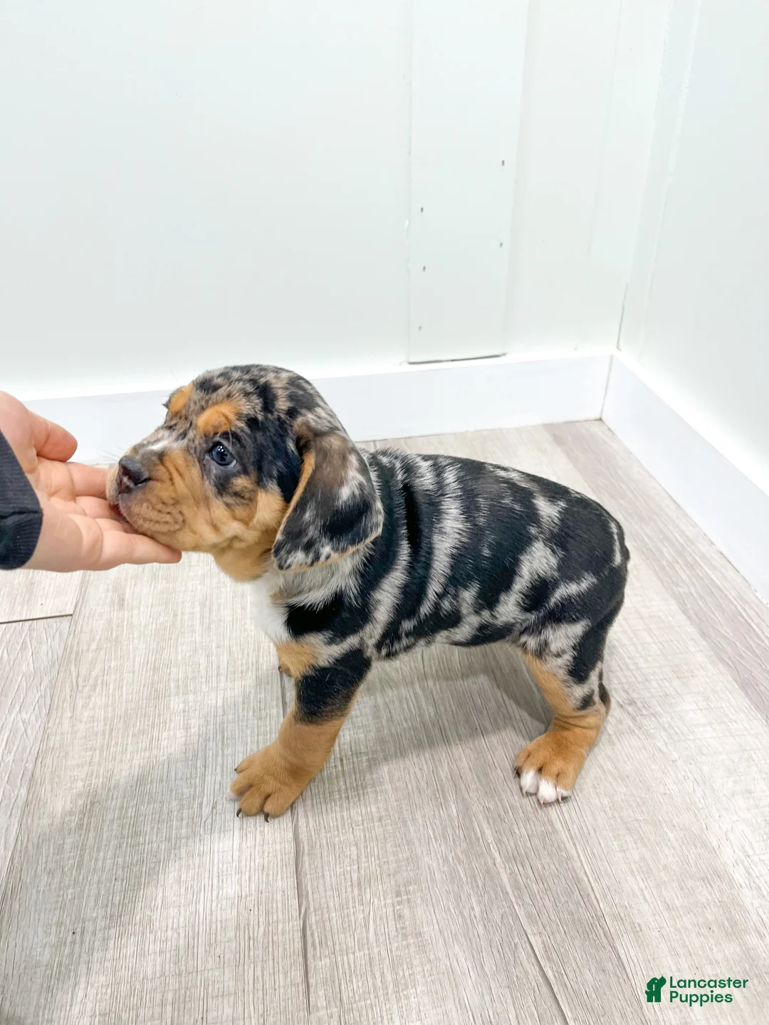 Mixed Breed dogs for sale: Gia - Ad 5