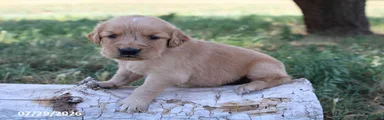 Milo