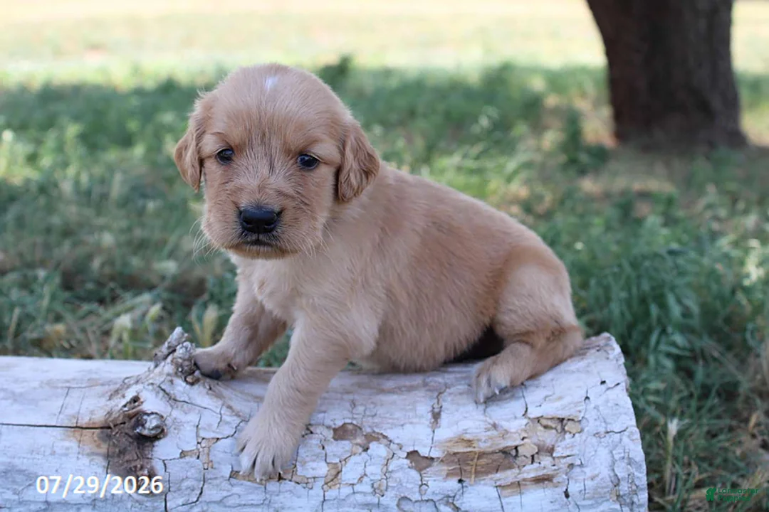 Golden Retriever dogs for sale: Milo - Ad 1
