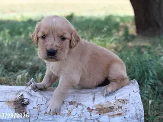 Golden Retriever dogs Milo - Ad 33