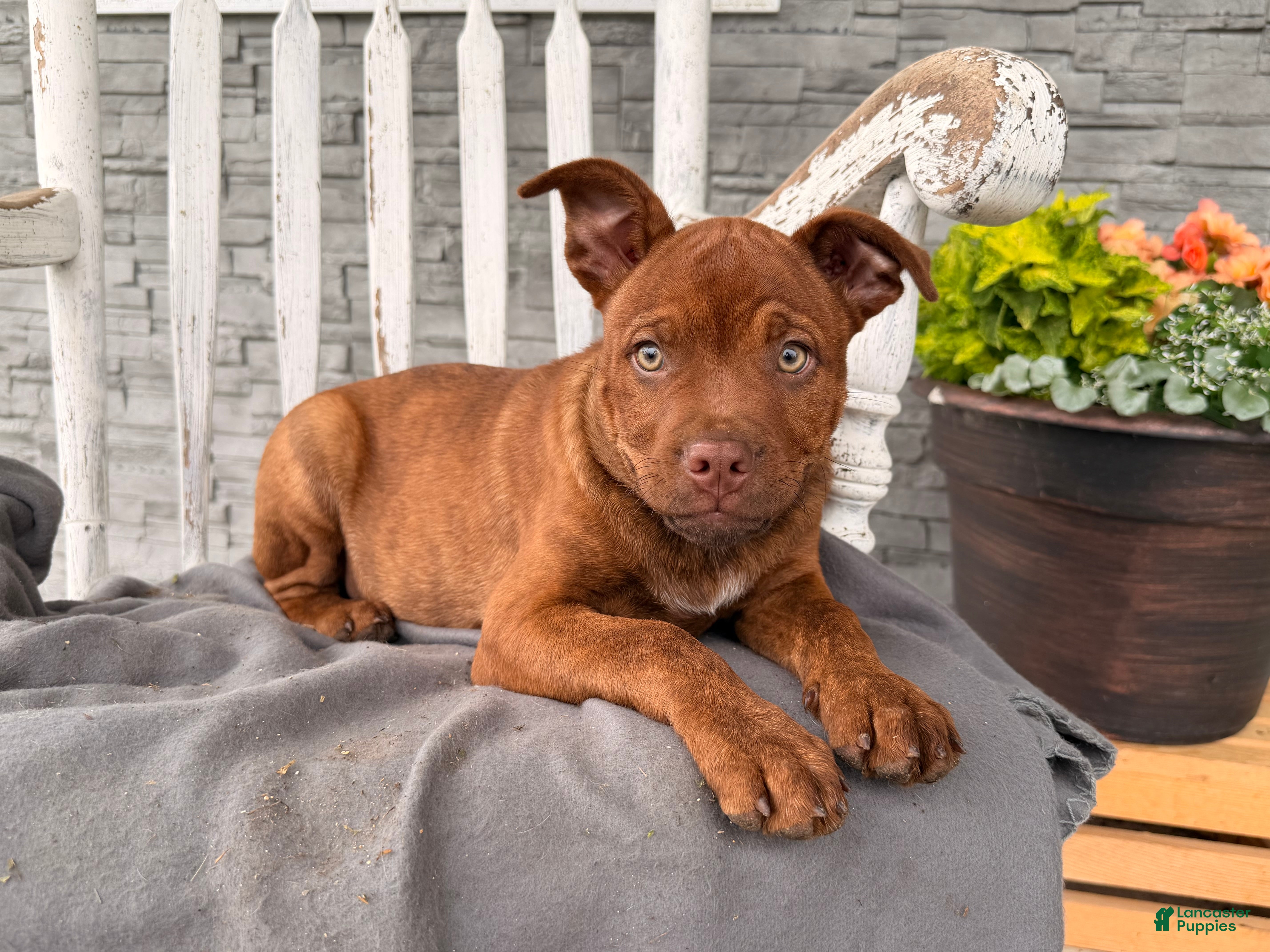 Mixed Breed dogs Rover - Ad 1
