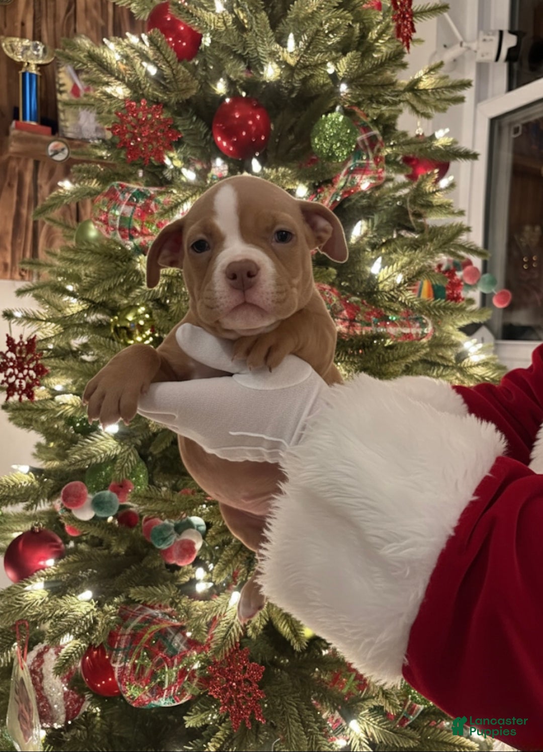 American Bully dogs for sale: Urban - Ad 26