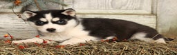 Siberian Husky dogs for sale: Lucy - Ad 3