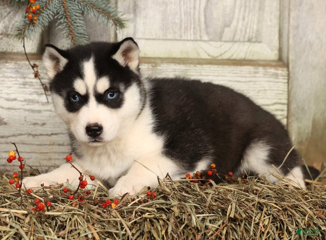 Siberian Husky dogs for sale: Lucy - Ad 3