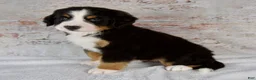 Bernese Mountain Dog dogs for sale: Rocky - Ad 3
