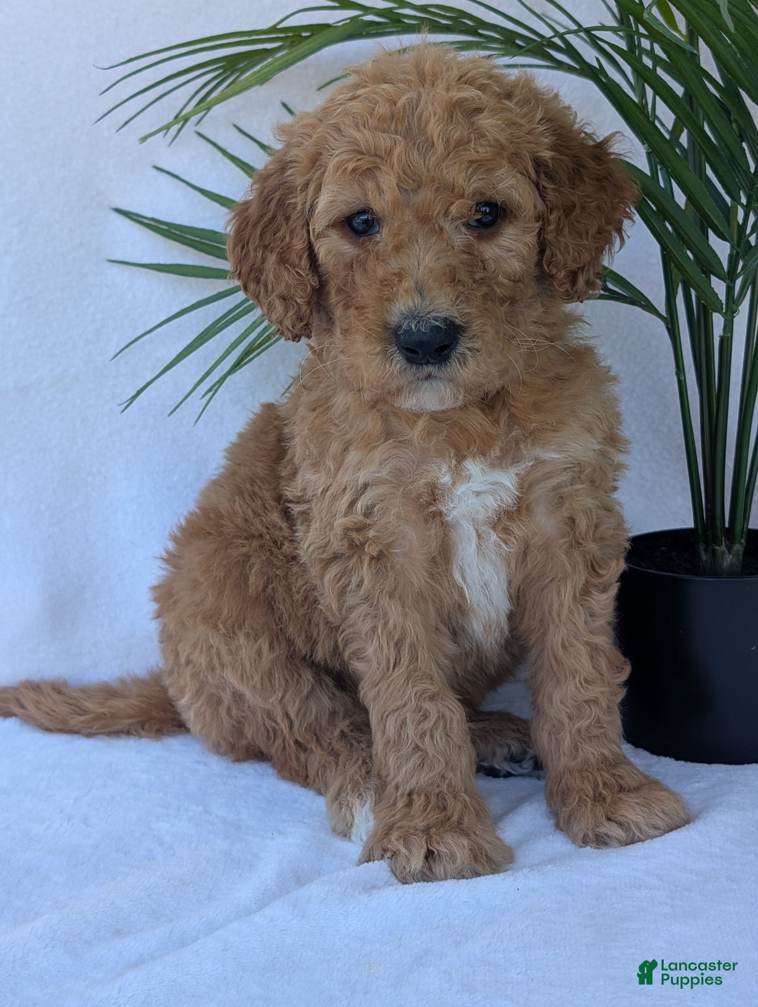 Goldendoodle dogs Porter - Ad 1