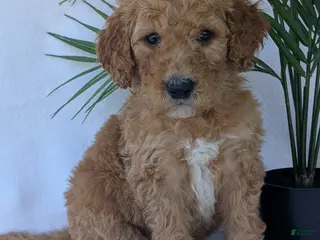 Goldendoodle dogs for sale: Porter - Ad 4
