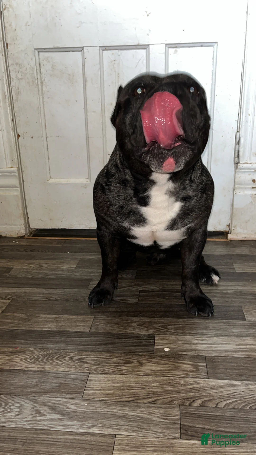 American Bully dogs for stud: Huncho - Ad 1