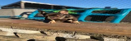French Bulldog dogs for sale: SHE - Ad 2