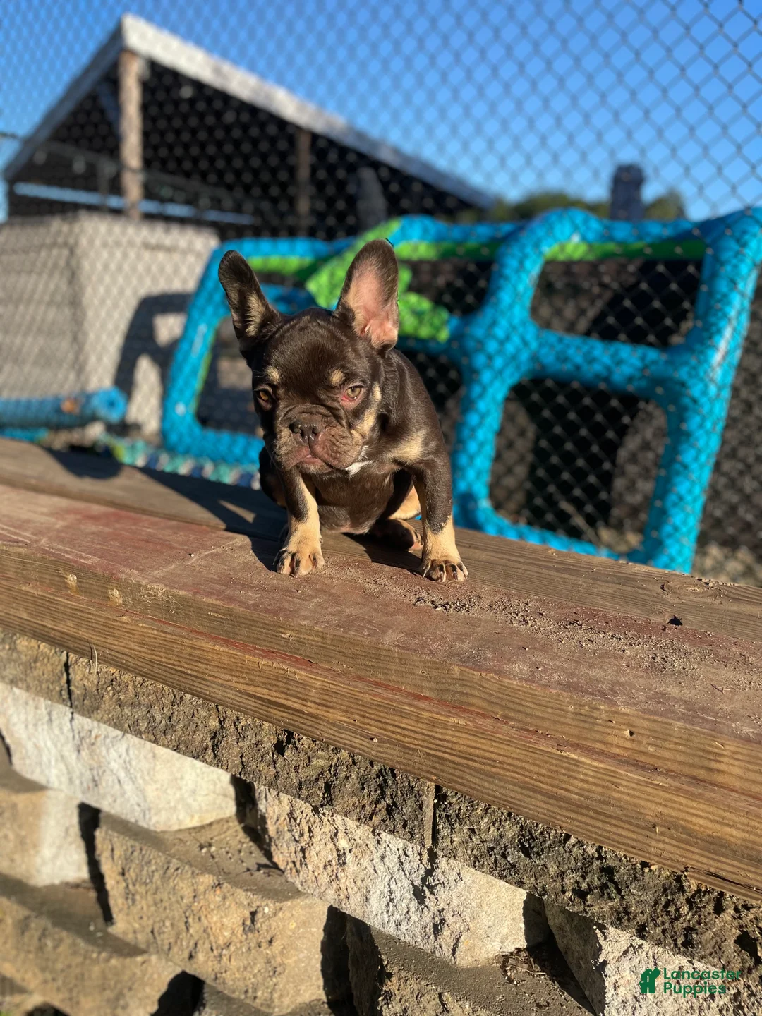 French Bulldog dogs for sale: SHE - Ad 2