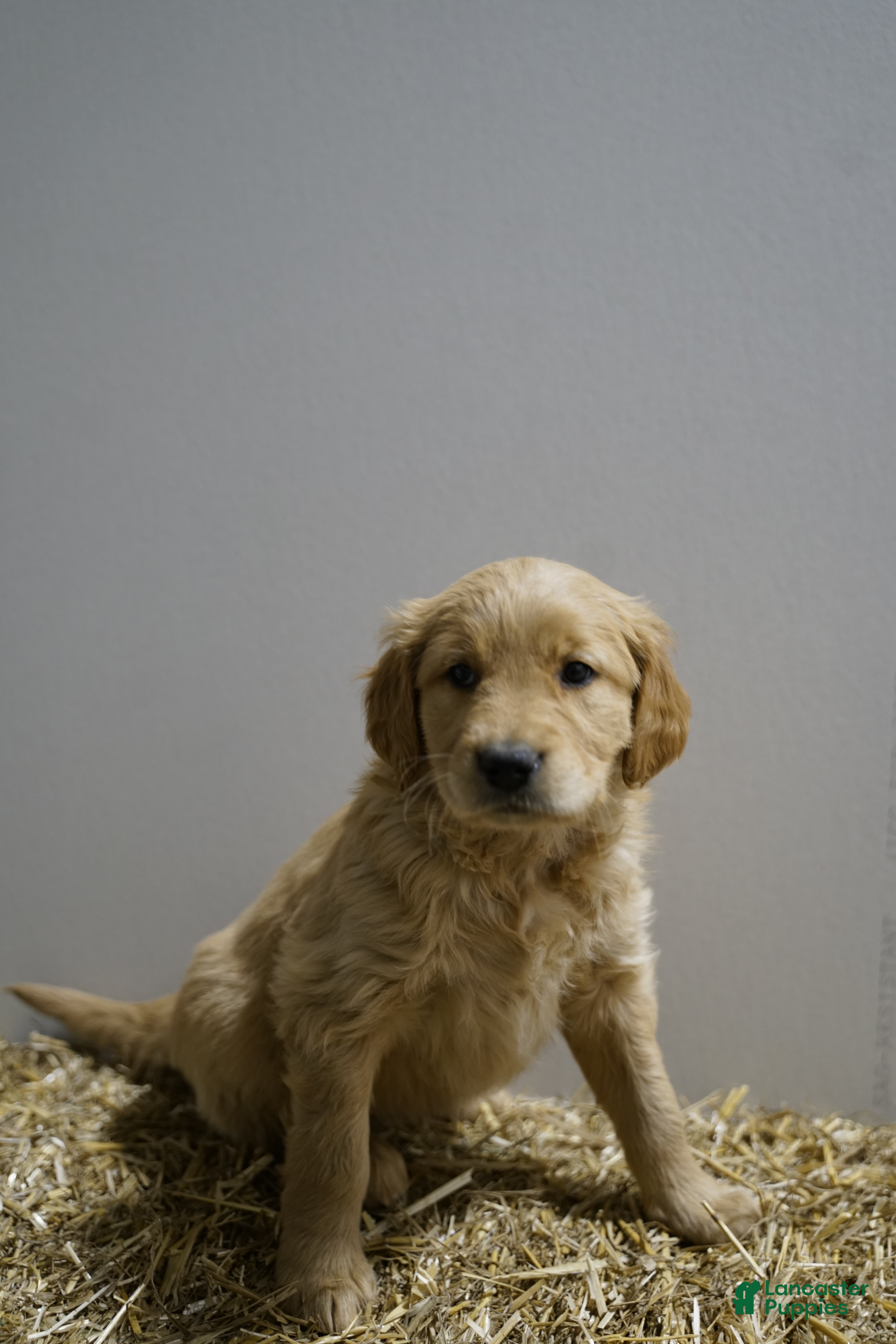 Golden Retriever dogs Golden Retriever Puppy 3 - Ad 11