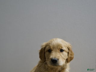 Golden Retriever dogs Golden Retriever Puppy 3 - Ad 4