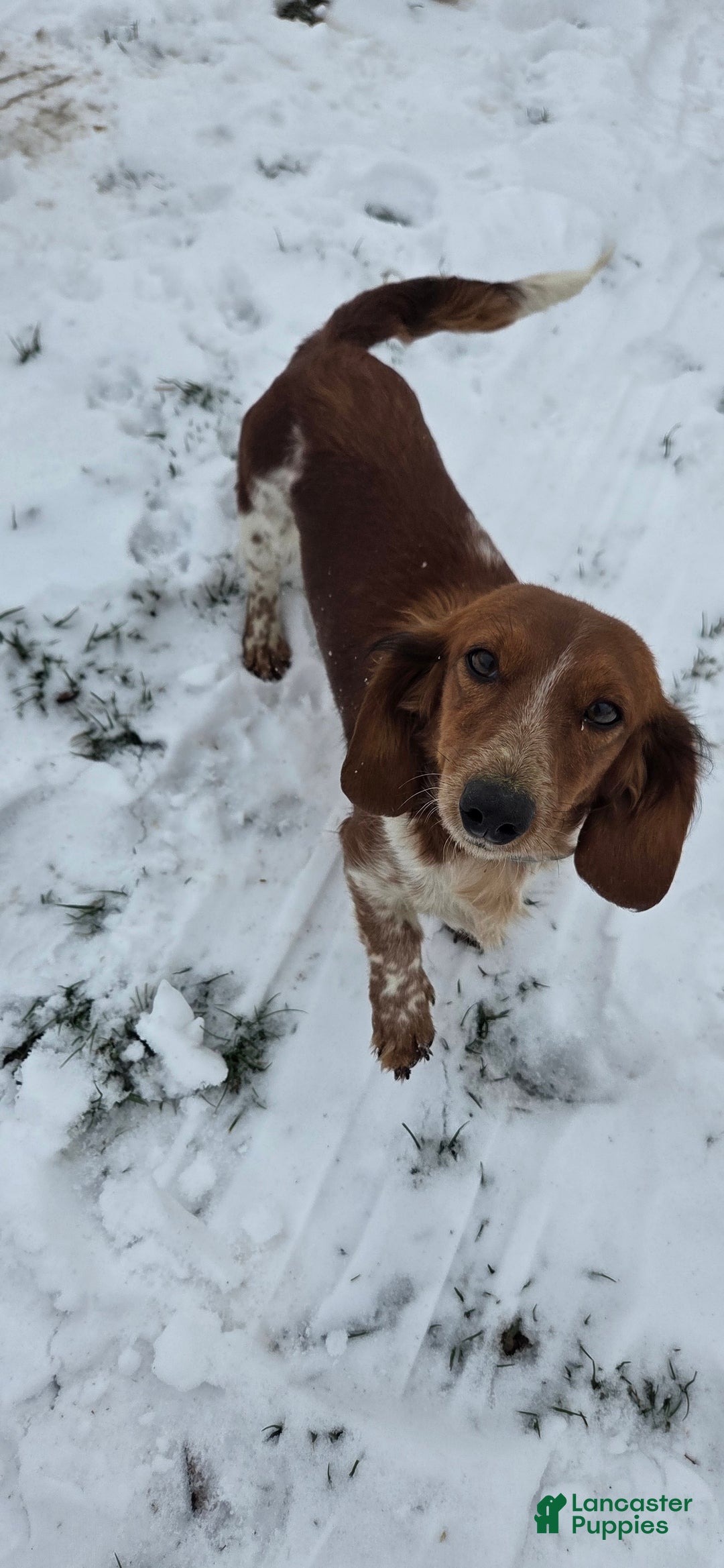 Miniature Dachshund dogs for sale: Peppermint  - Ad 14