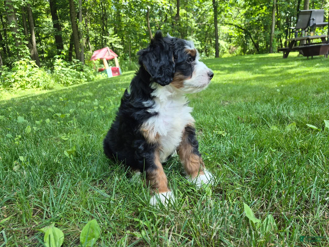 Bernedoodle dogs for sale: Ranger - Ad 1