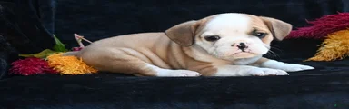 Oliver