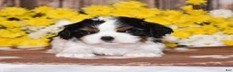 Cavalier King Charles Spaniel dogs for sale: Gemma - Ad 2