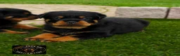 Rottweiler dogs for sale: Rio - Ad 4