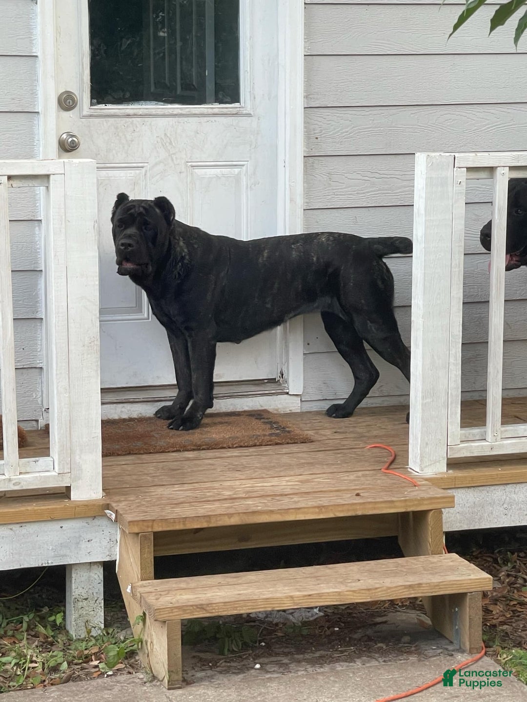Cane Corso dogs for sale: Pluto - Male - Ad 2