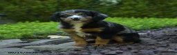 Aussiedoodle dogs for sale: Pipin - Ad 1