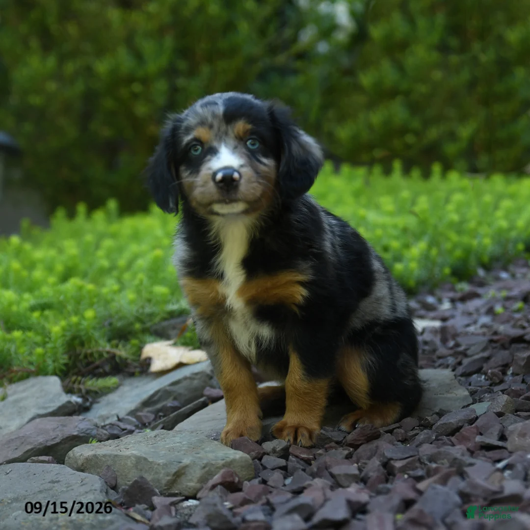 Aussiedoodle dogs for sale: Pipin - Ad 1