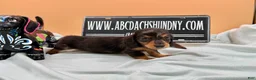 Miniature Dachshund dogs for sale: Russian AKC dapple Lh girl - Ad 2