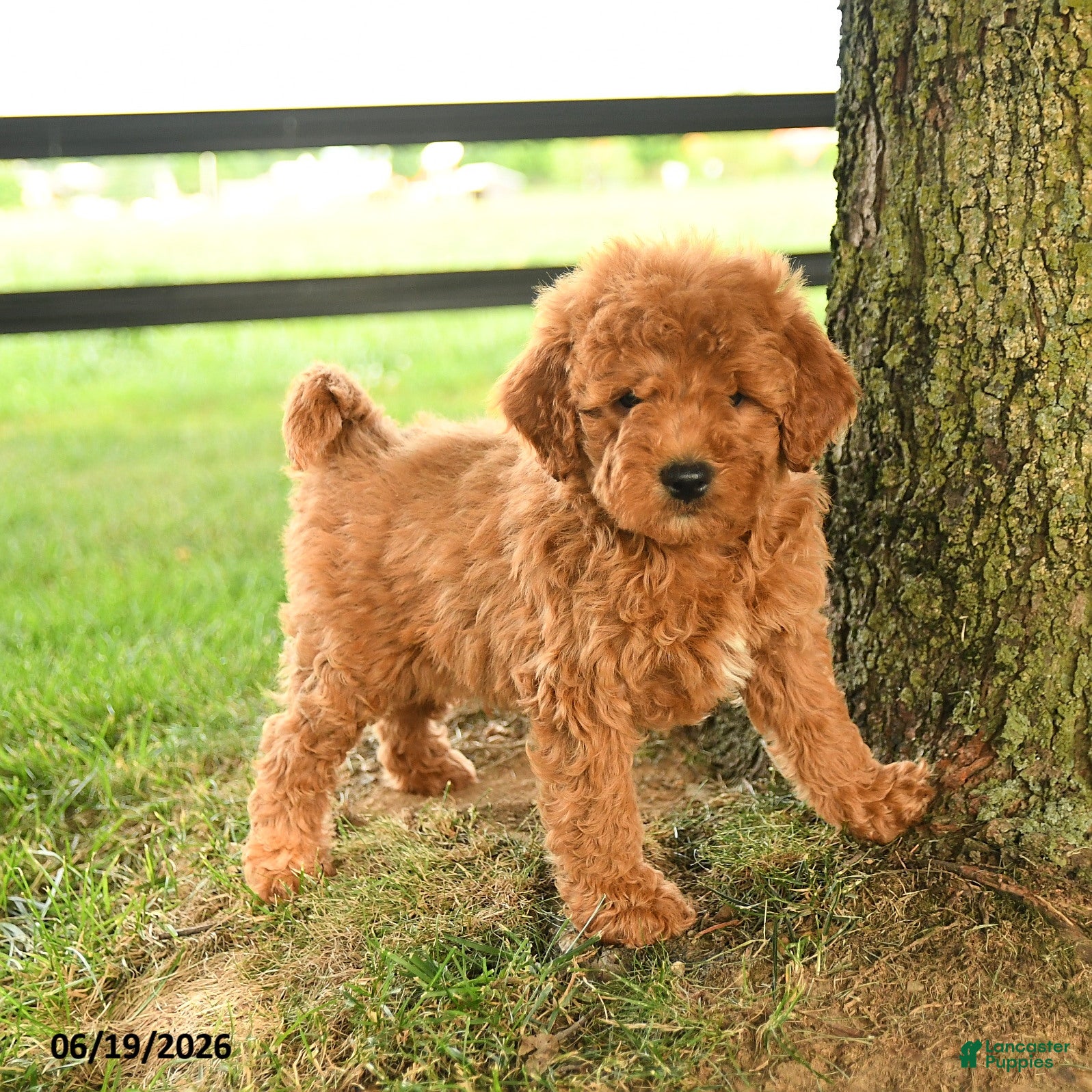Mini Goldendoodle dogs Fletcher - Ad 1