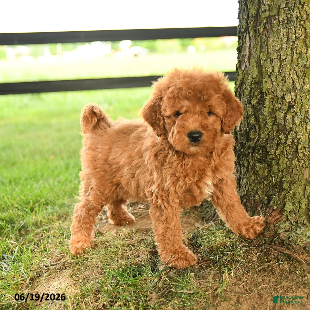 Mini Goldendoodle dogs for sale: Fletcher - Ad 1