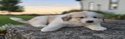 Great Pyrenees dogs for sale: Kate - Ad 3