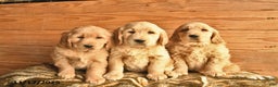 Golden Retriever dogs for sale: Cash  - Ad 3