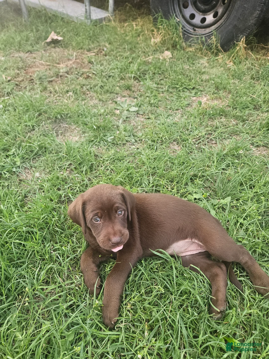 Labrador Retriever dogs for sale: Labrador Retriever Puppy 8 - Ad 1