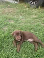 Labrador Retriever Puppy 8