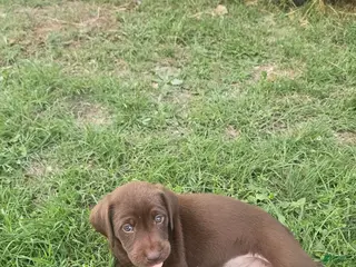 Labrador Retriever dogs for sale: Labrador Retriever Puppy 8 - Ad 3