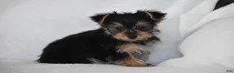 Yorkshire Terrier dogs for sale: Olive - Ad 10