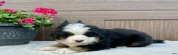 Bernese Mountain Dog dogs for sale: Hunter  - Ad 1