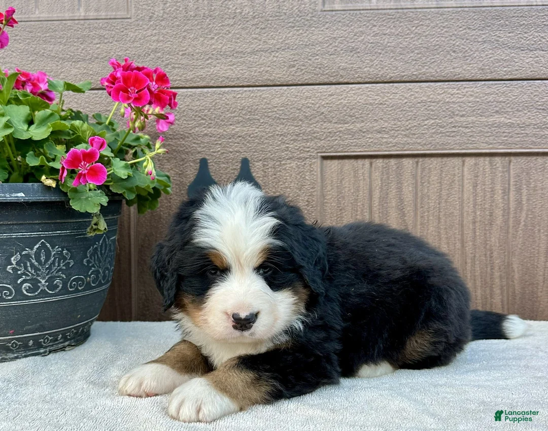 Bernese Mountain Dog dogs for sale: Hunter  - Ad 1