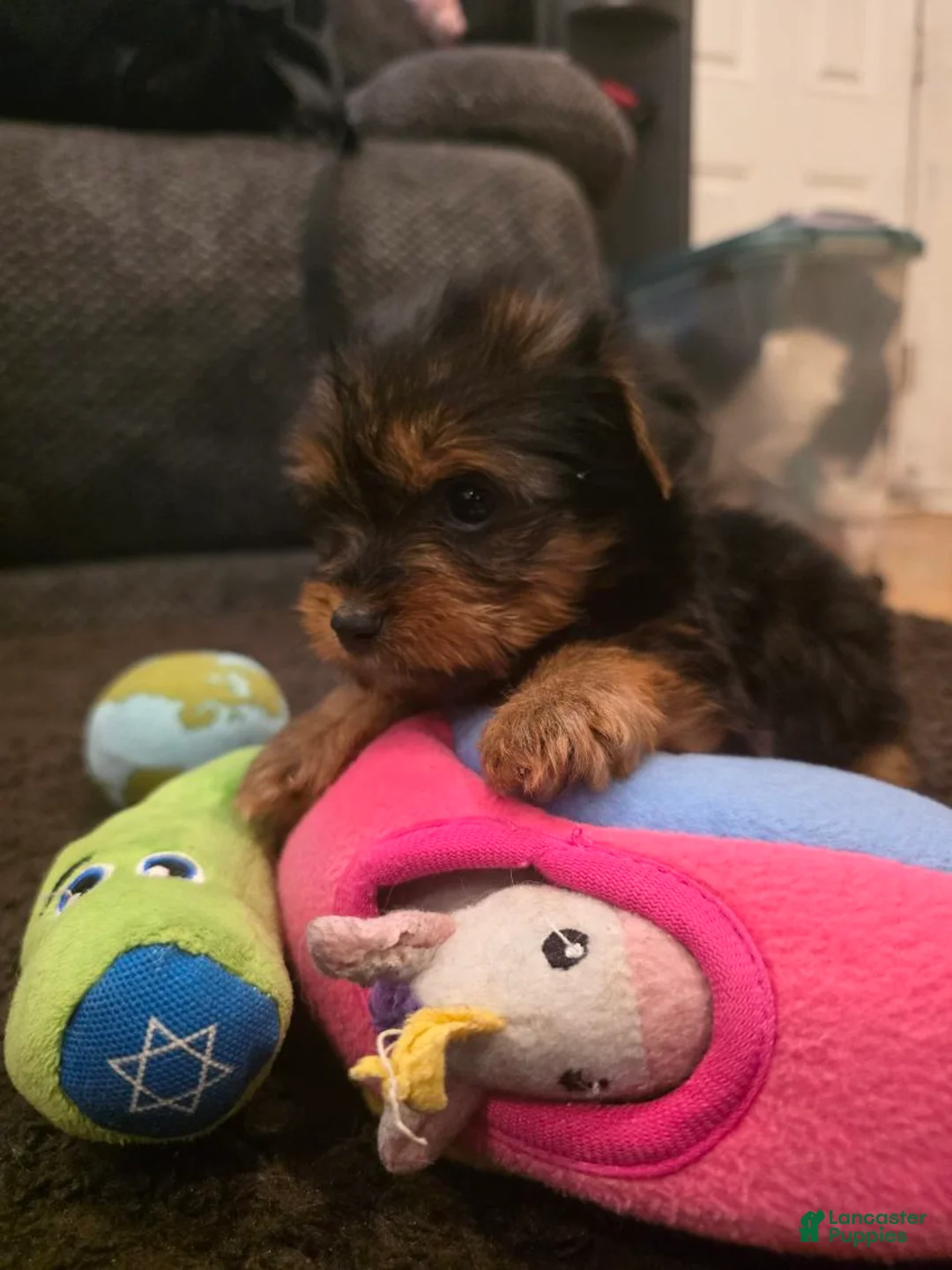 Yorkshire Terrier dogs for sale: Selena  - Ad 1